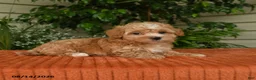 Maltipoo dogs for sale: Oaklyn - Ad 1