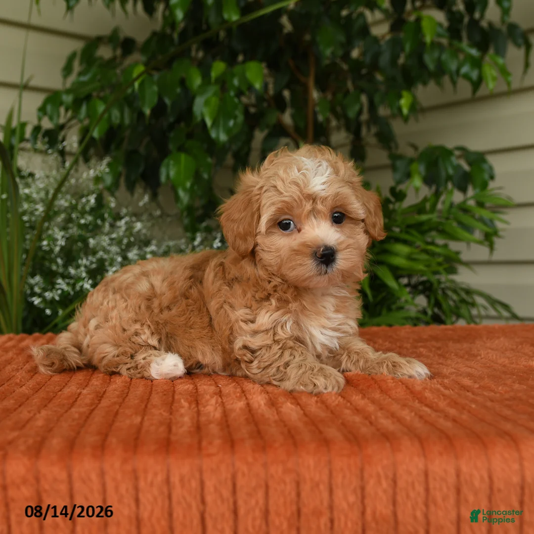 Maltipoo dogs for sale: Oaklyn - Ad 1