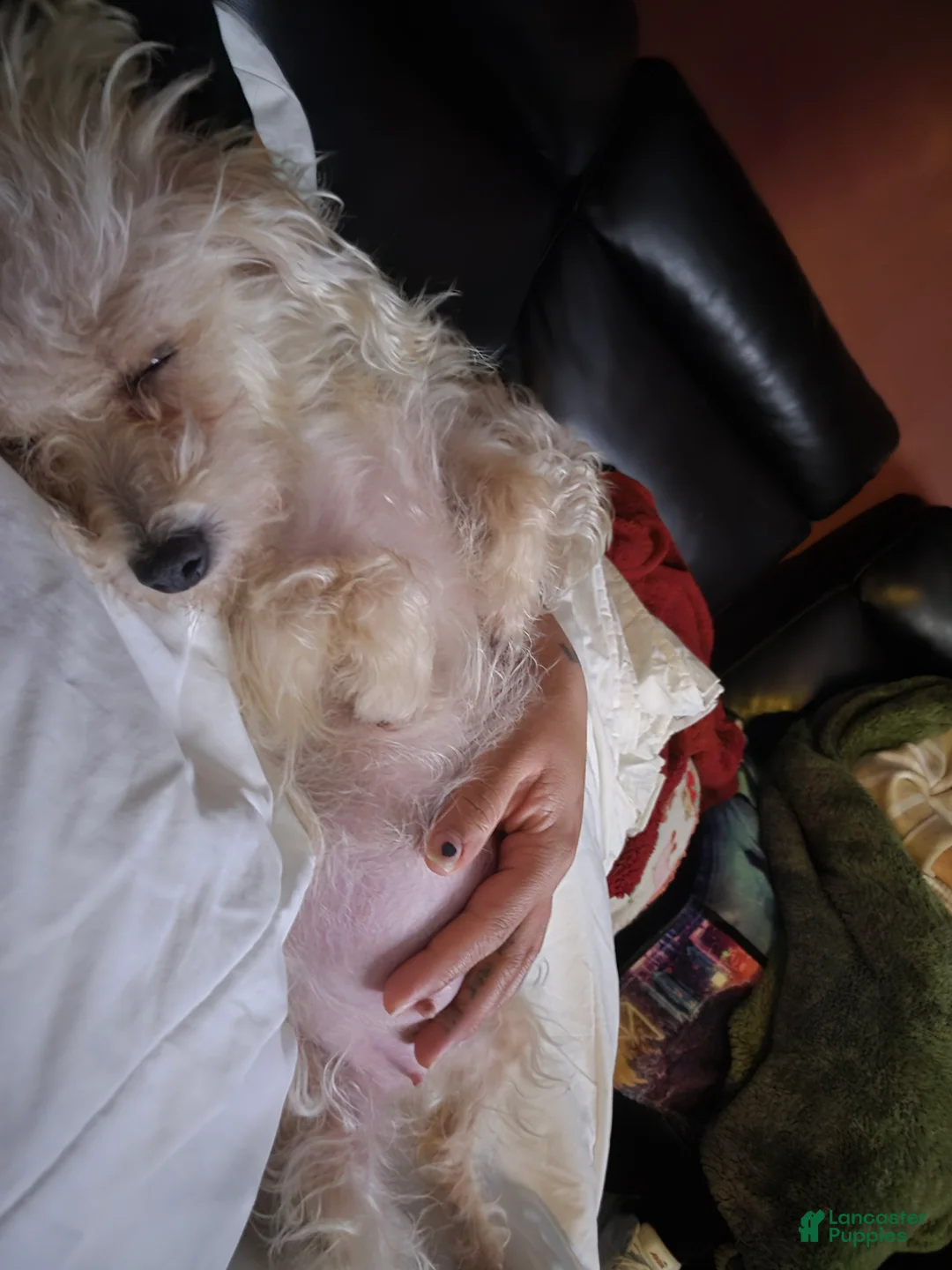 Chipoo dogs for sale: Chipoo Puppy 2 - Ad 16