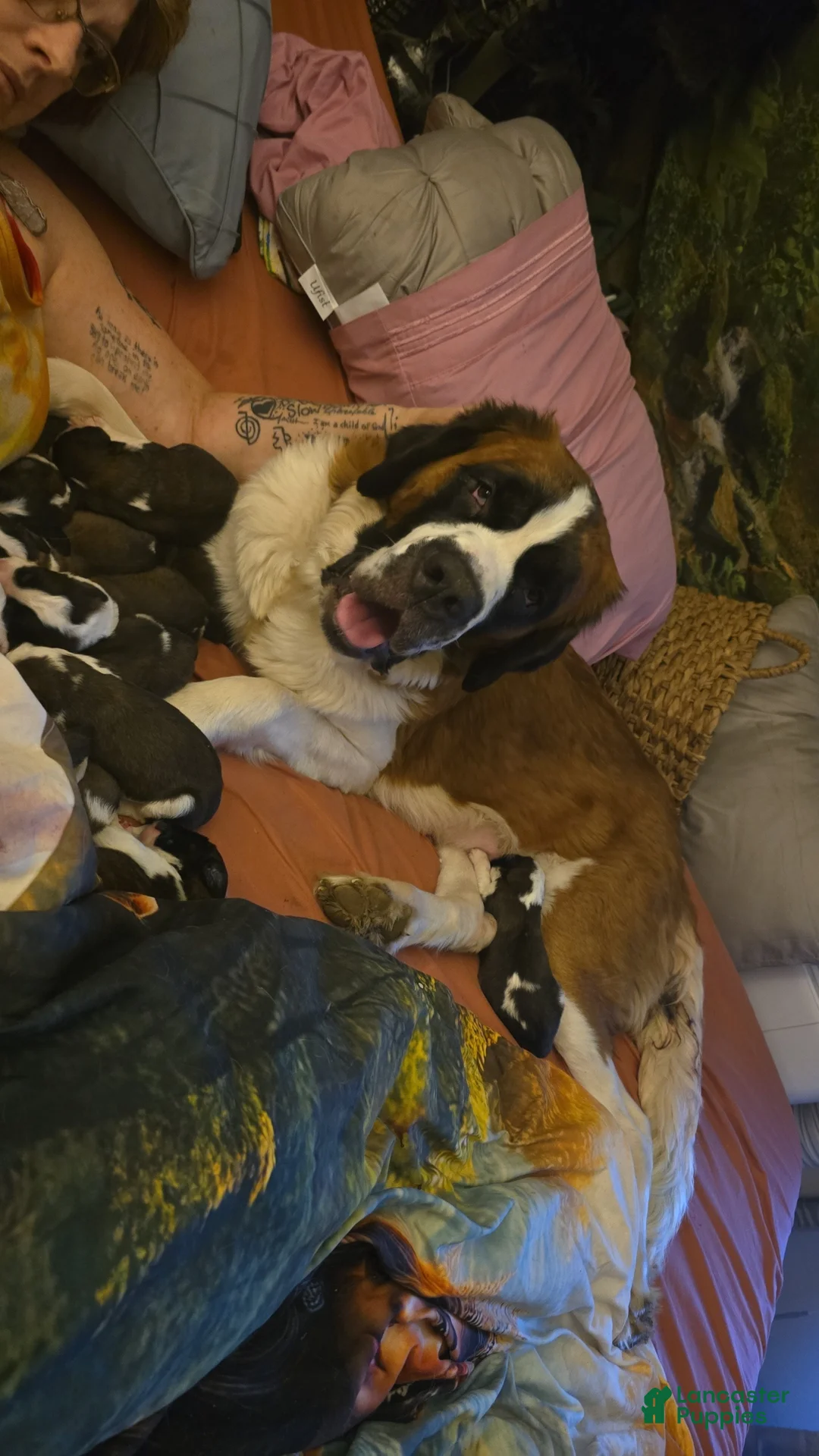 Saint Bernard dogs for sale: Rascal  - Ad 3
