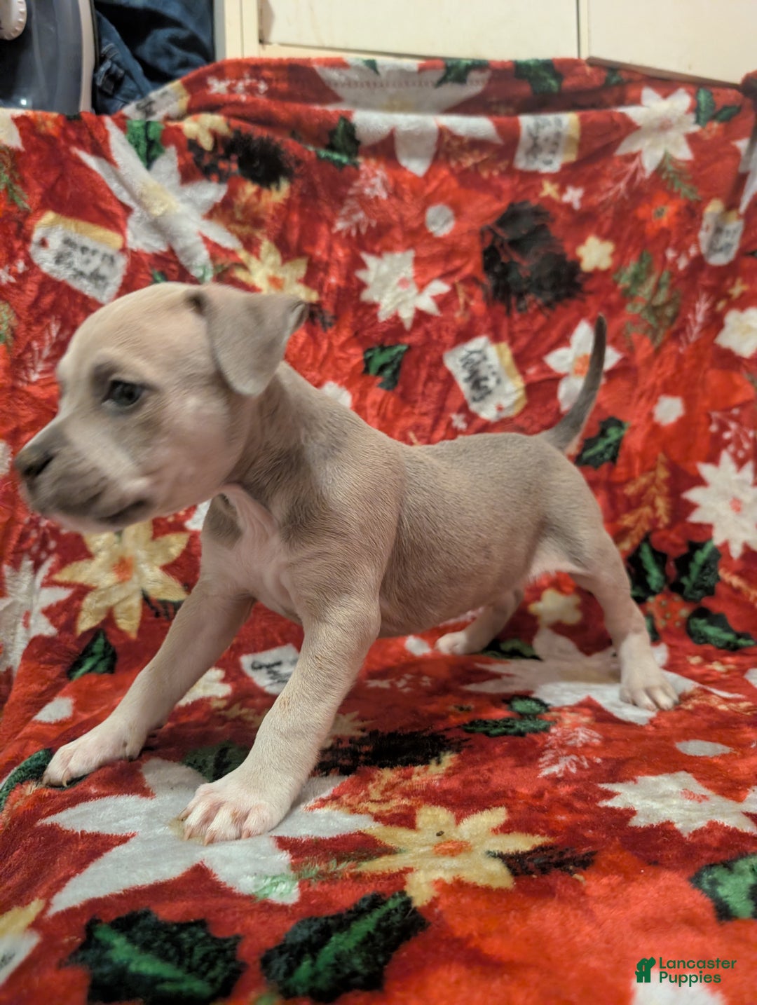 American Bully dogs for sale: American Bully Puppy 1 - Ad 2