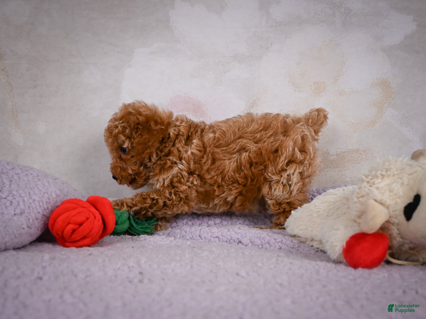 Miniature Poodle dogs Leo - Ad 2