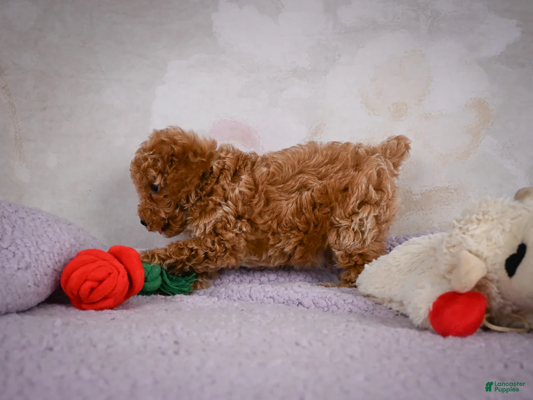 Miniature Poodle dogs for sale: Leo - Ad 2
