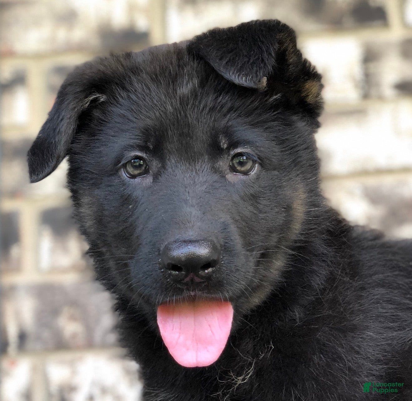 German Shepherd dogs Rocky  - Ad 1