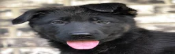 German Shepherd dogs for sale: Rocky  - Ad 1