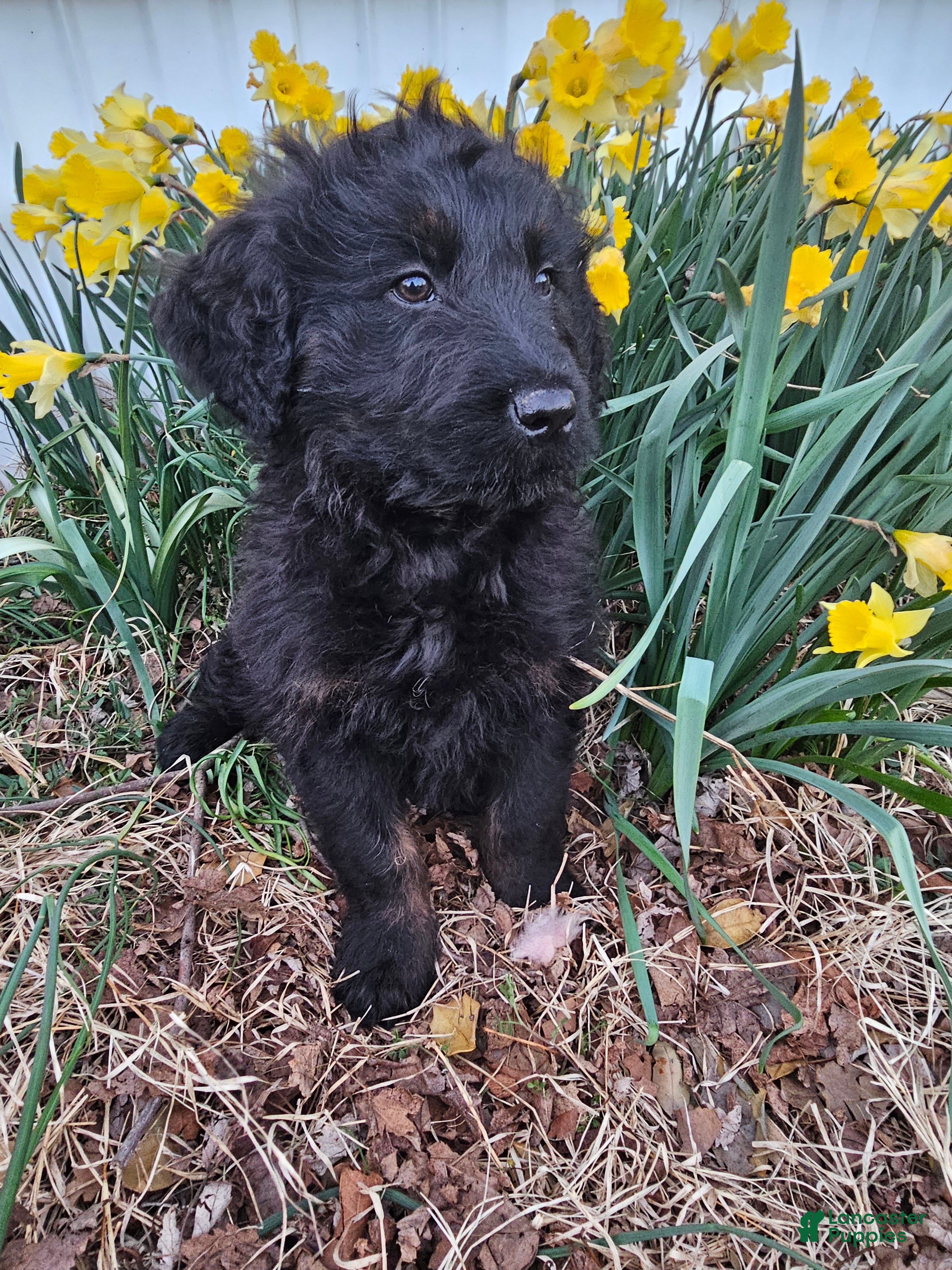 Mixed Breed dogs Briar. - Ad 1