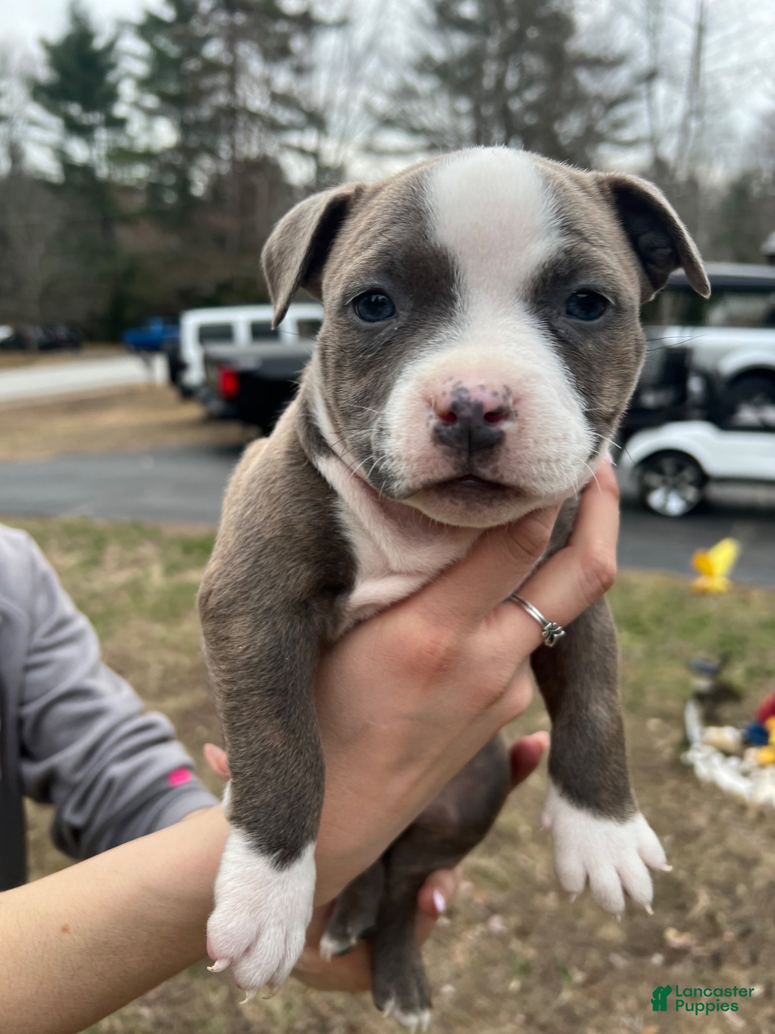 American Bully dogs American Bully Puppy 8 - Ad 10
