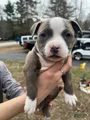 American Bully Puppy 8