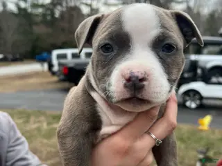 American Bully dogs American Bully Puppy 8 - Ad 10