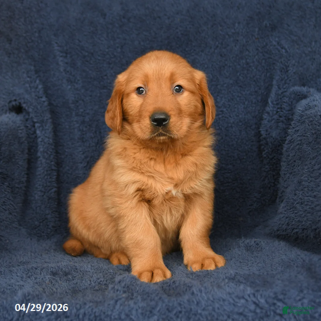 Golden Retriever dogs for sale: Tyler - Ad 2