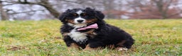 Bernese Mountain Dog dogs for sale: Sadie - Ad 3