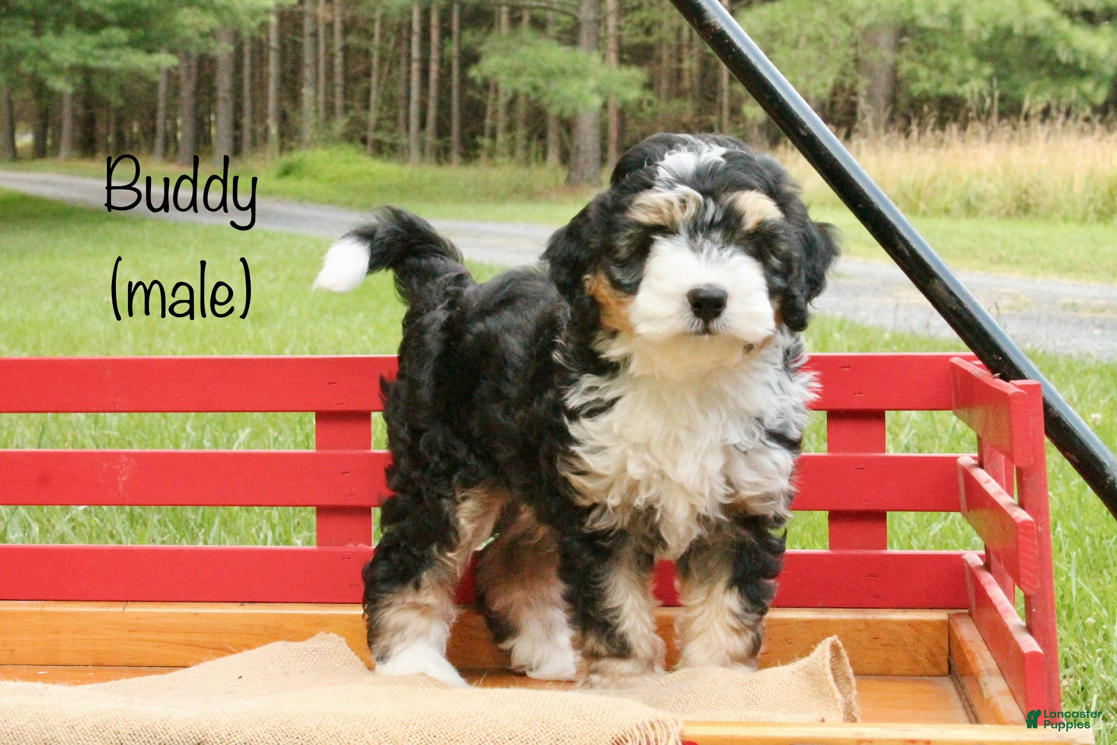 Mini Bernedoodle dogs Buddy - Ad 1
