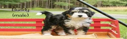 Mini Bernedoodle dogs for sale: Buddy - Ad 1