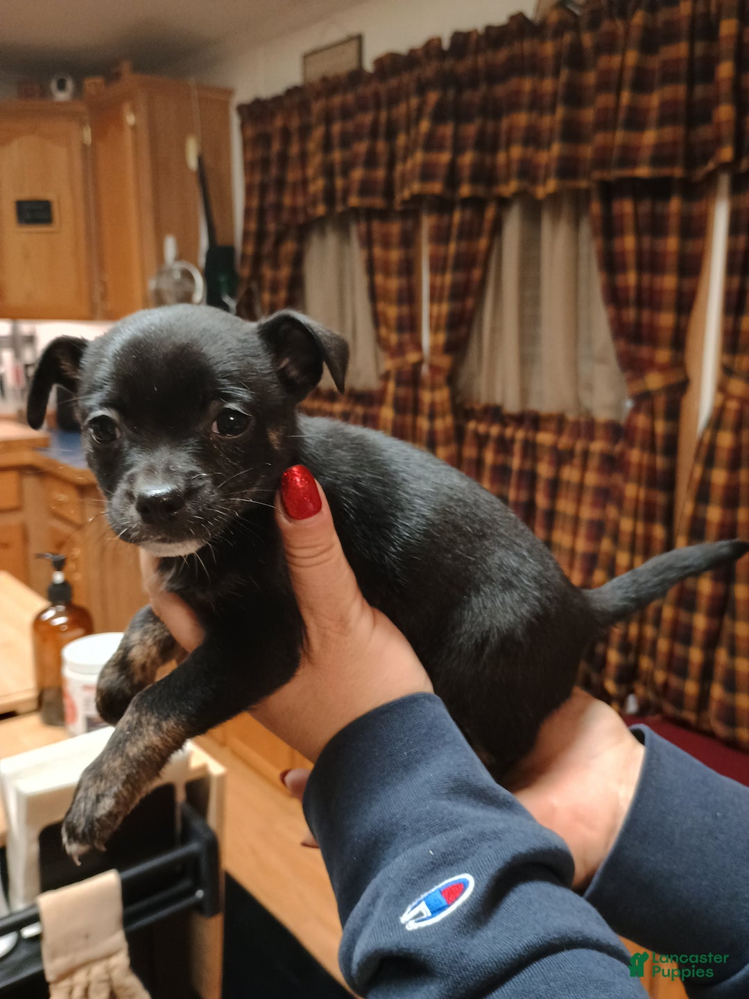 Chihuahua dogs for sale: Sable - Ad 5