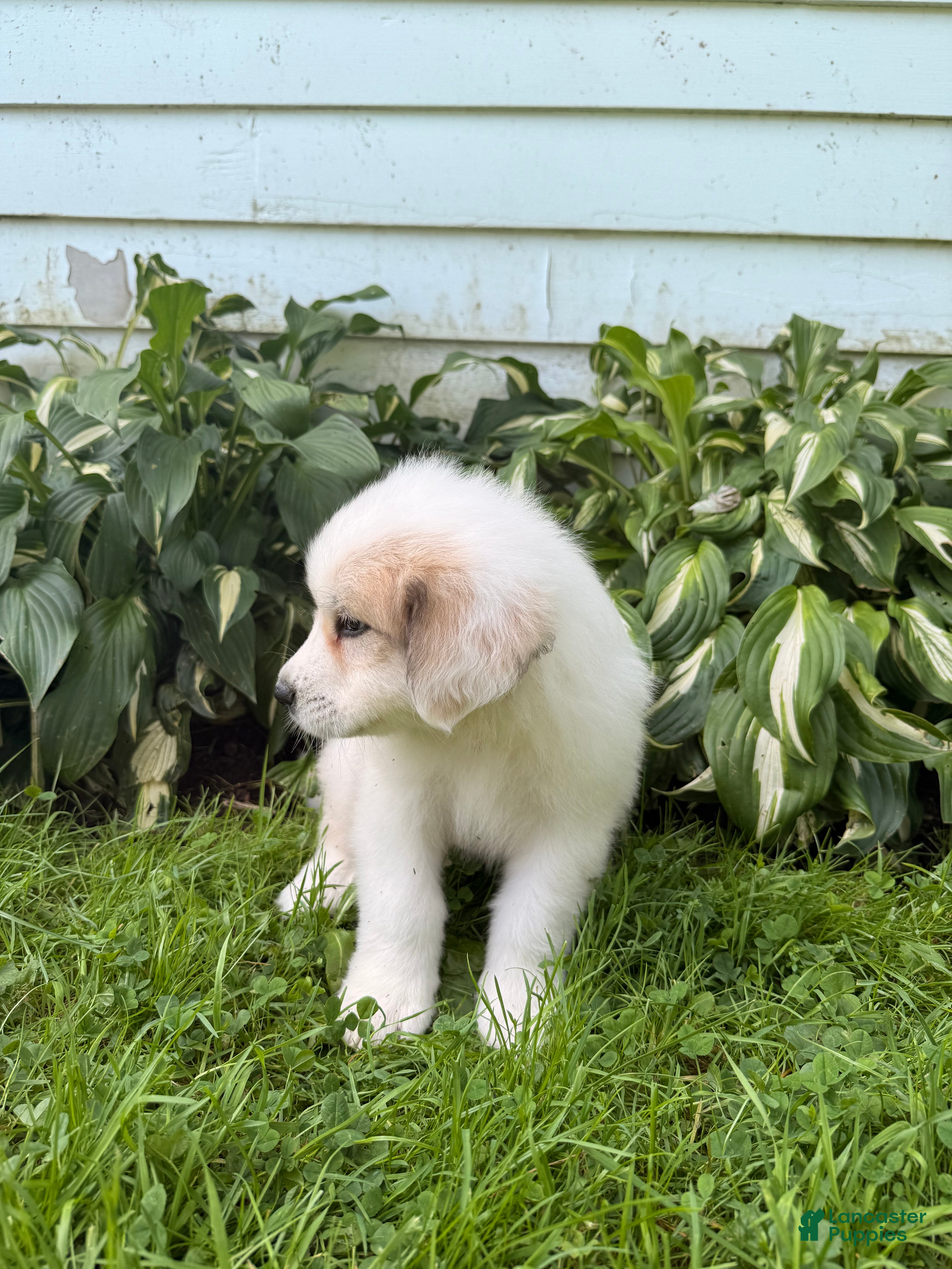 Great Pyrenees dogs Clark - Ad 2