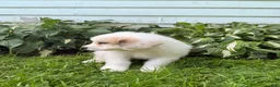 Great Pyrenees dogs for sale: Clark - Ad 8