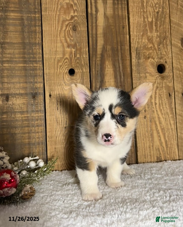 Welsh Corgi Pembroke dogs Robin - Ad 22