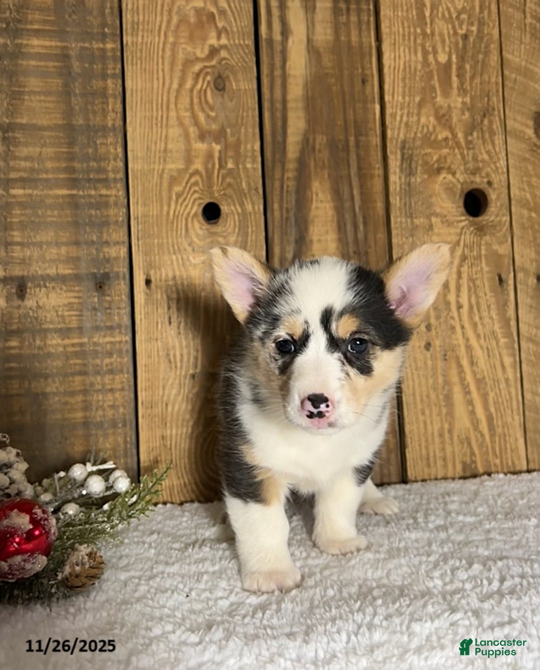 Welsh Corgi Pembroke dogs for sale: Robin - Ad 1