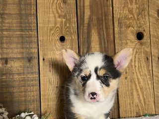 Welsh Corgi Pembroke dogs Robin - Ad 1