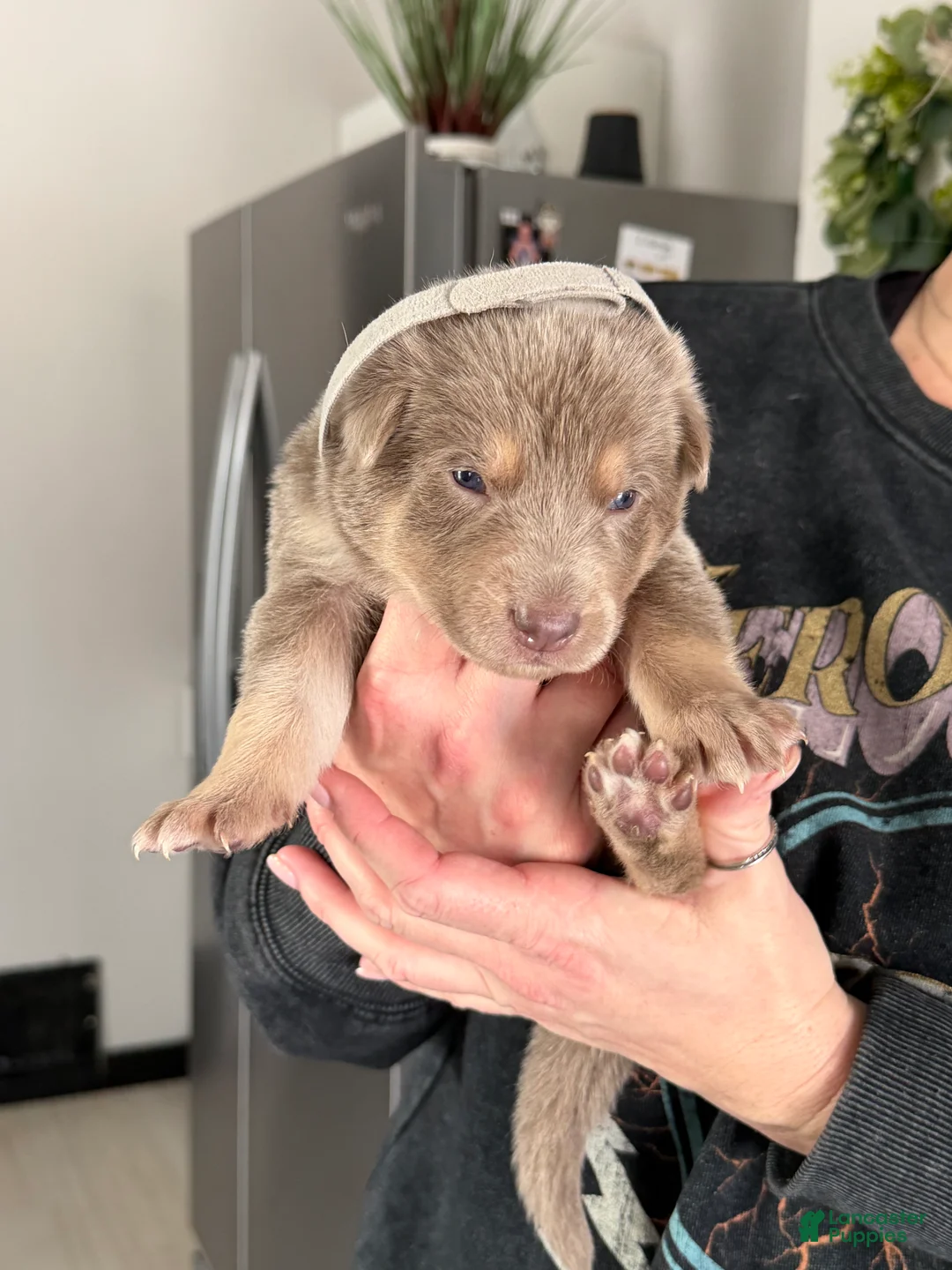 German Shepherd dogs for sale: German Shepherd Puppy 2 - Ad 1