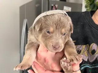 German Shepherd dogs German Shepherd Puppy 2 - Ad 2