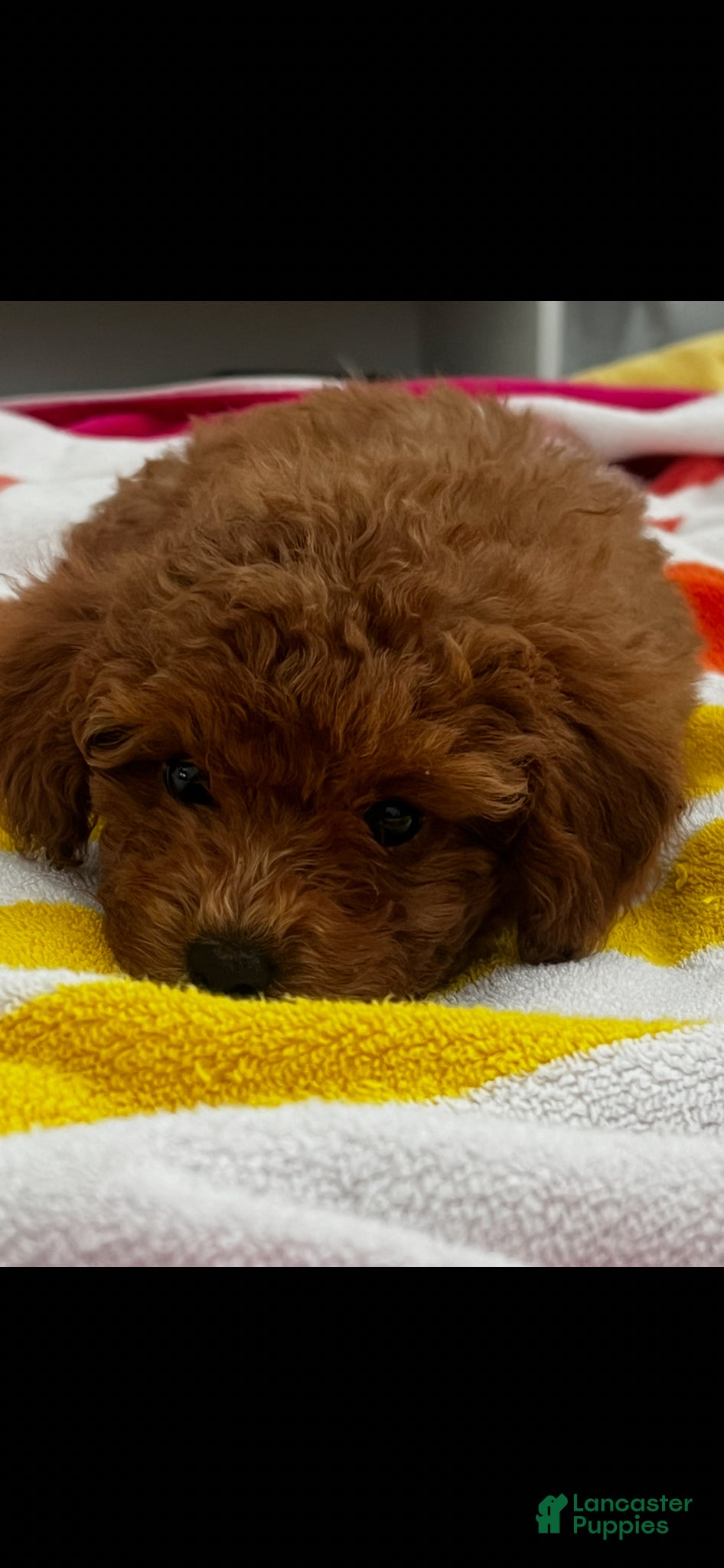 Toy Poodle dogs for sale: Toy Poodle Puppy 2 - Ad 8
