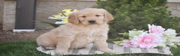 Golden Retriever dogs for sale: Mila - Ad 2