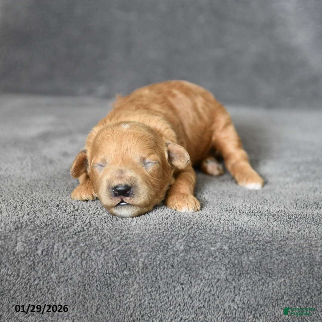 Toy Poodle dogs for sale: Jewel - Ad 3