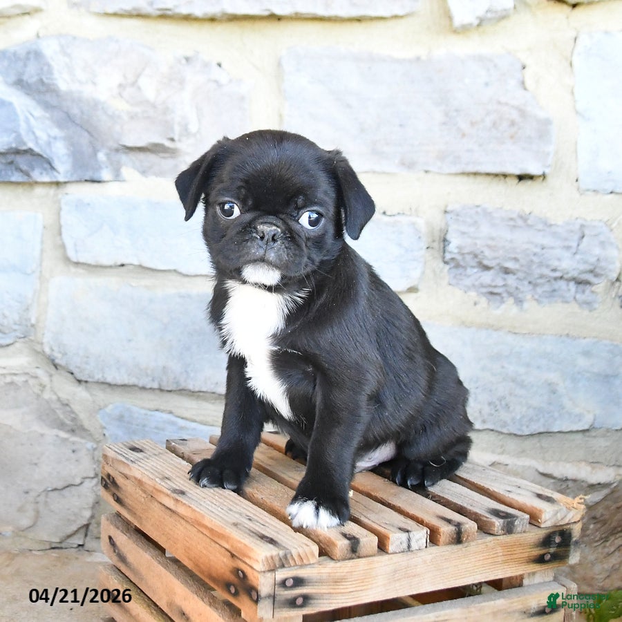 Pug dogs Bandit - Ad 1