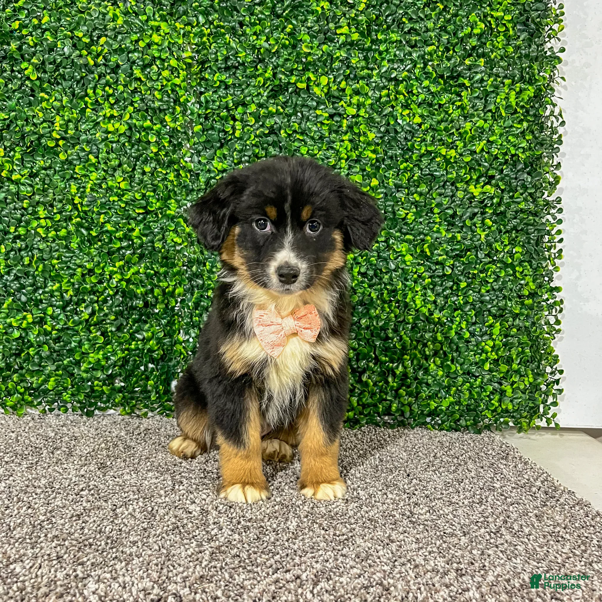 Miniature Australian Shepherd dogs for sale: Zelda - Ad 4