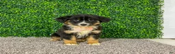 Miniature Australian Shepherd dogs for sale: Zelda - Ad 1