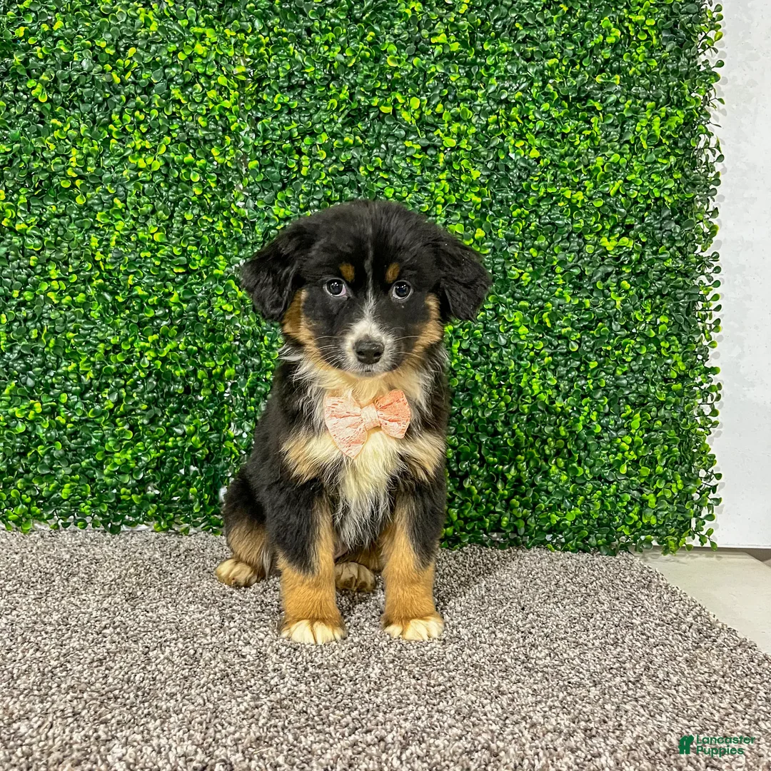Miniature Australian Shepherd dogs for sale: Zelda - Ad 1