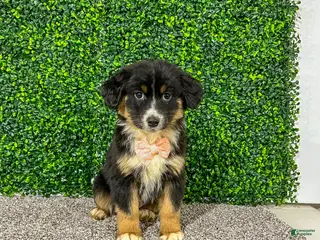Miniature Australian Shepherd dogs for sale: Zelda - Ad 4