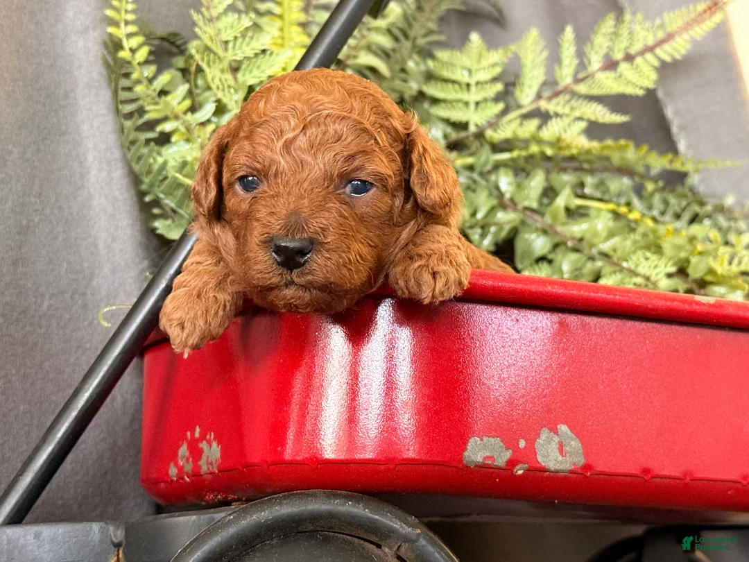 Toy Poodle dogs for sale: Remi  - Ad 5
