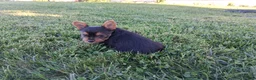 Yorkshire Terrier dogs for sale: Spice - Ad 3