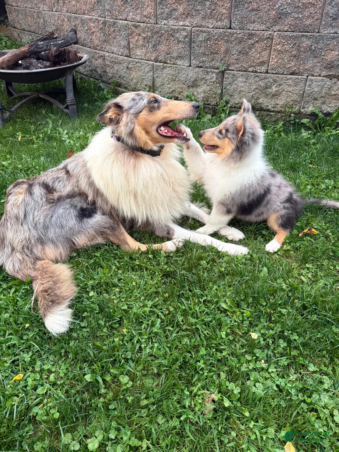 Collie dogs for sale: AKC Collie    "Samantha" - Ad 9