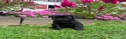 Pug dogs for sale: Penny - Ad 4