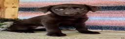 Labrador Retriever dogs for sale: Misty - Ad 6