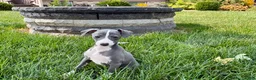 Italian Greyhound dogs for sale: Shanna  - Ad 5