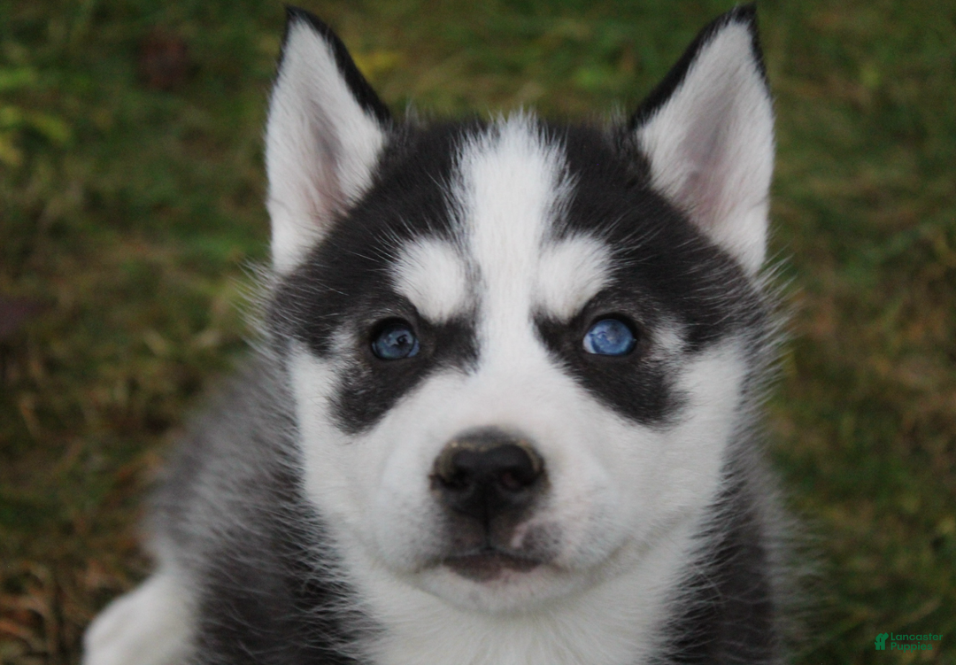 Siberian Husky dogs for sale: Bandit - Ad 7