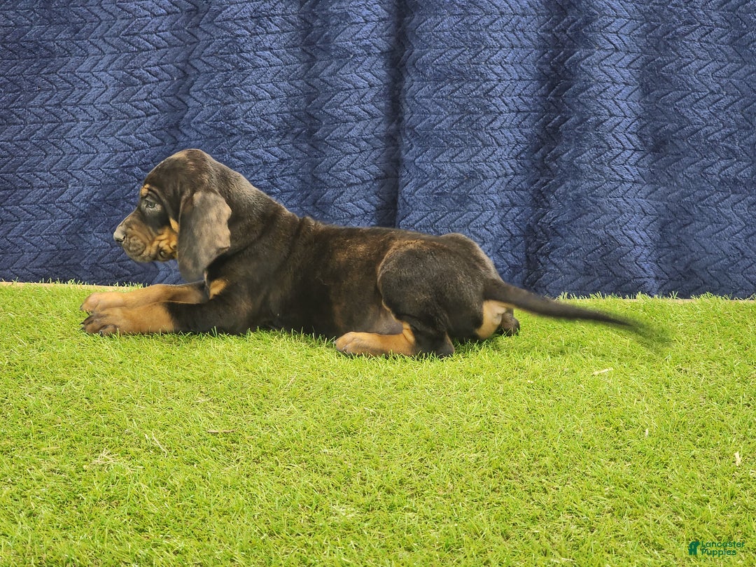 Mixed Breed dogs for sale: 2025 Bloodahoula Male 1 "Curly" - Ad 16