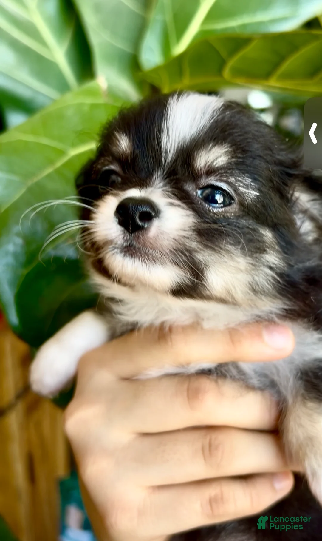 Chihuahua dogs for sale: Chihuahua Puppy 2 - Ad 2