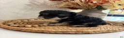 Miniature Schnauzer dogs for sale: Fig - Ad 9