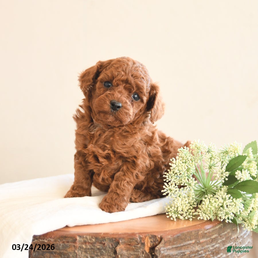 Toy Poodle dogs Teddy - Ad 2