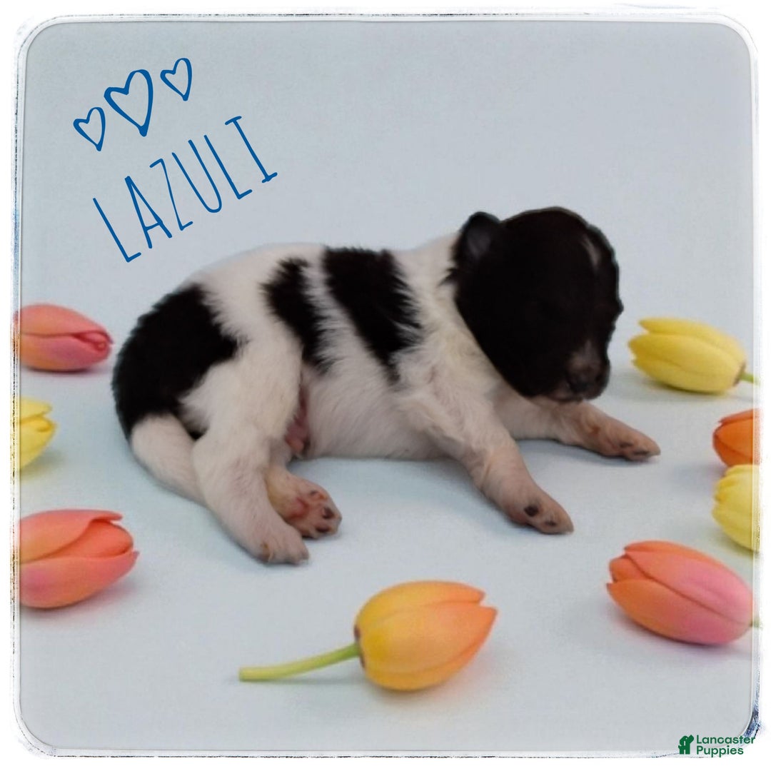 Shetland Sheepdog dogs for sale: Peridot (Perry) - Ad 5