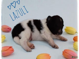 Shetland Sheepdog dogs Lazuli - Ad 28