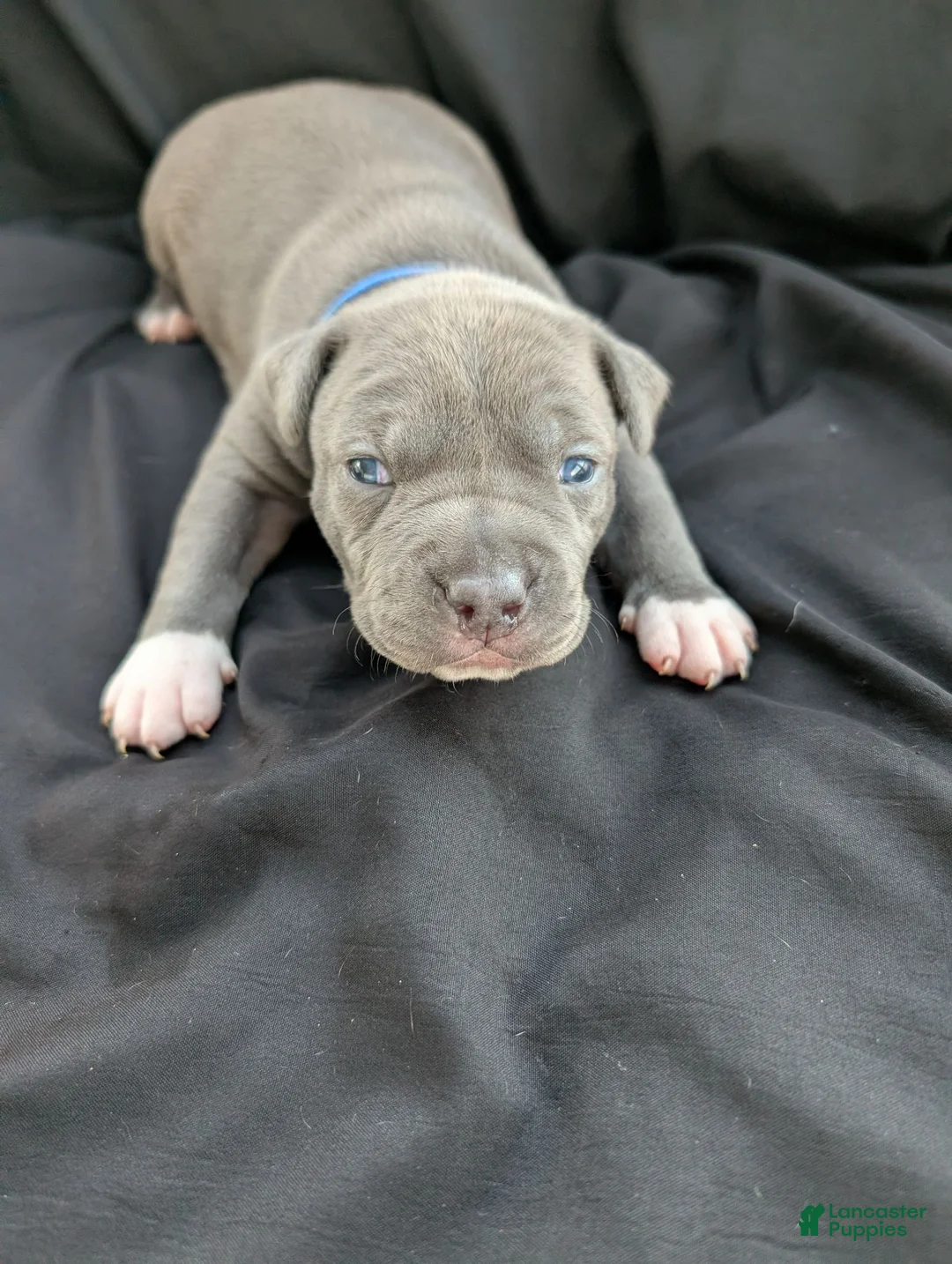 American Bully dogs for sale: American Bully 3 - Ad 1