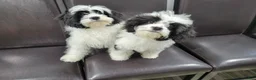 Cavapoo dogs for sale: Cavapoo 1 - Ad 3