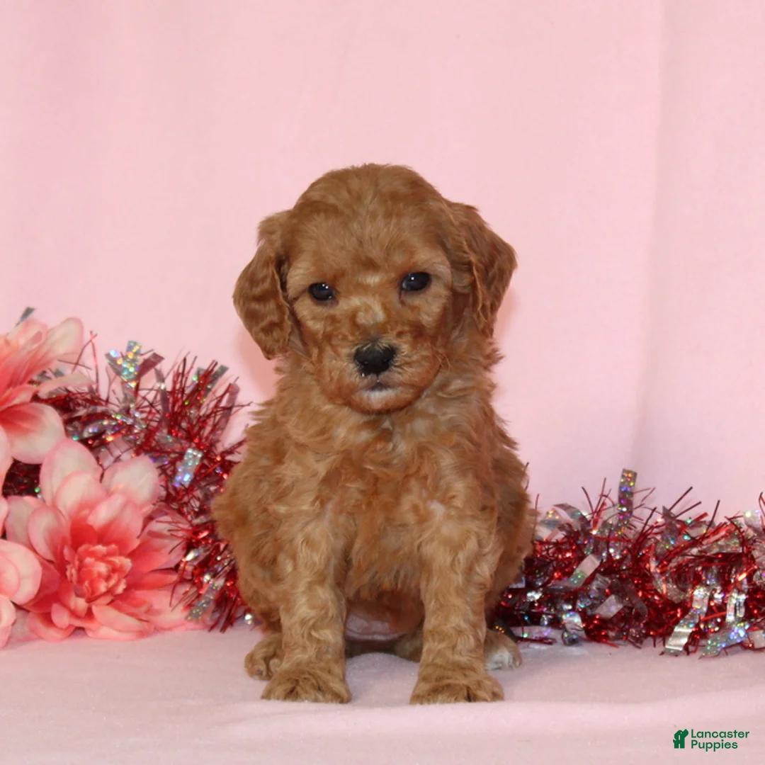 Miniature Poodle dogs for sale: Becca AKC - Ad 2