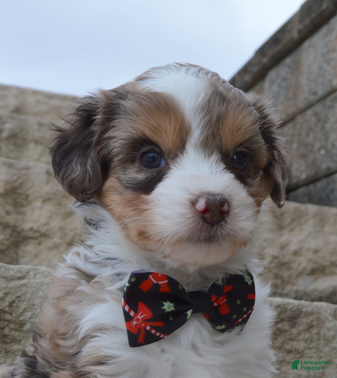 Mini Aussiedoodle dogs for sale: Toy Angel - Ad 13